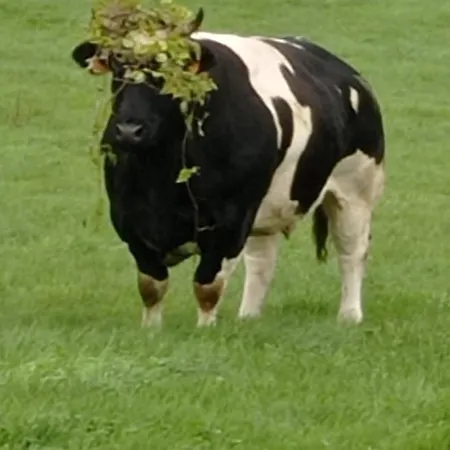 Dom wakacyjny Le P'tit Nid : Mini Loft Pour 2 A 4 Personnes Tellin